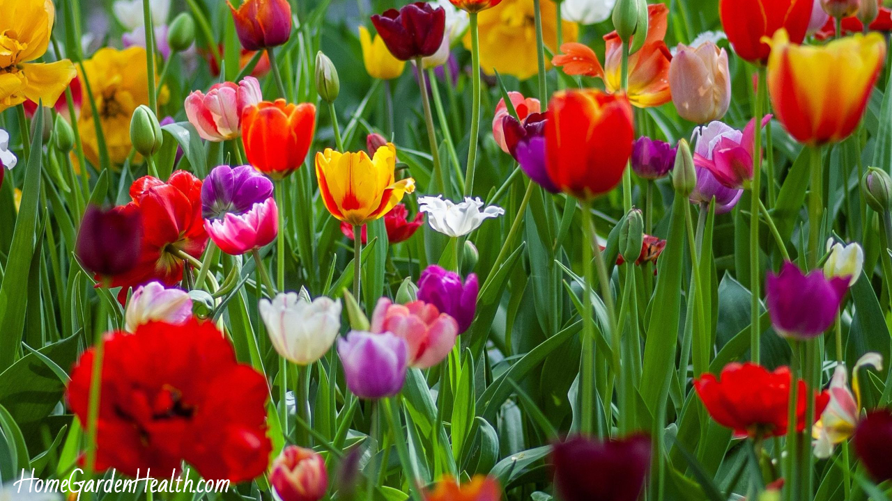 Growing Tulips At Home