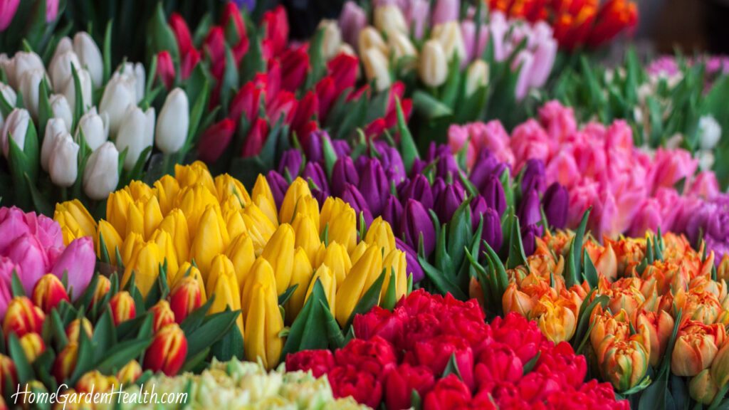 Variety of home grown tulips