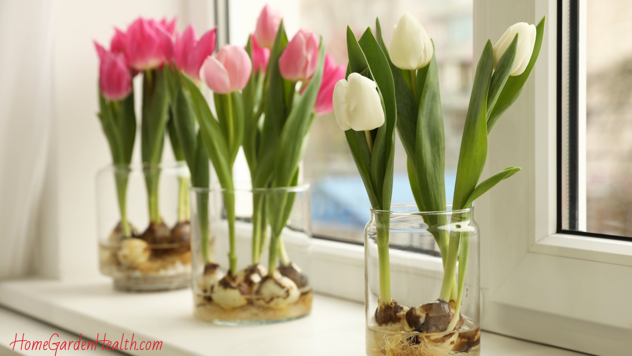 3 Tulips Growing Indoors in glass vases