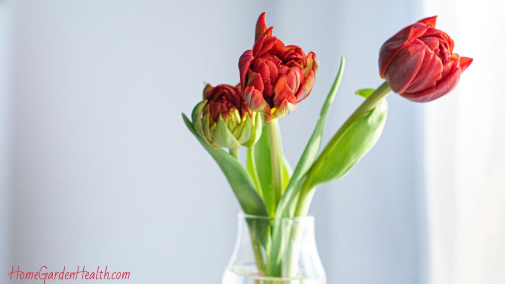 Guide to growing tulips indoors in glass vases - tulip bulbs in glass vase