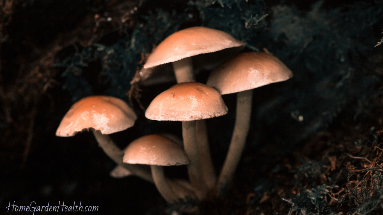 shitake mushrroms growing, how long does it take