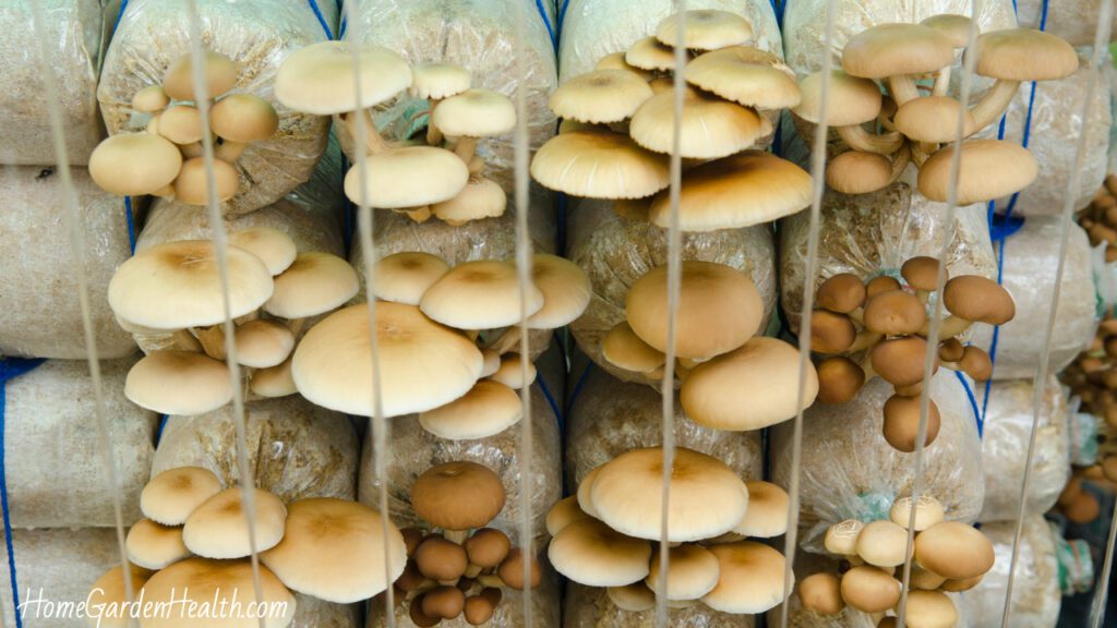 mushroom cultivation in bags on mushroom farm