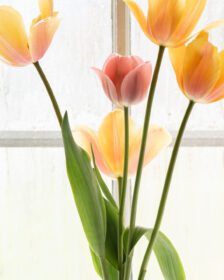 growing tulips indoors a guide