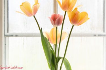 growing tulips indoors a guide