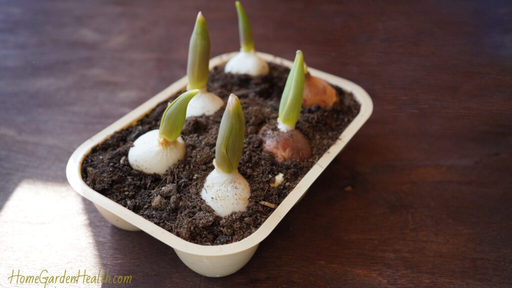 How to grow tulips indoors - Tulip bulbs growing indoors